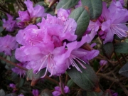 Rhododendron, 'PJM' hybrid cross Rhododendron, this one is usually hardy in Zone 3.