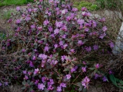 Rhododendron x 'Purple Gem' little leaf rhododendron, evergreen, this one is hardy in Zone 3.