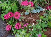Rhododendron in full bloom