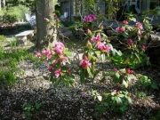 Rhododendron, evergreen hybrid, hardy to Zone 5