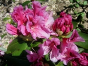 Rhododendron, evergreen hybrid, hardy to Zone 5