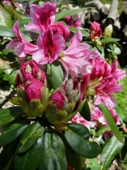 Rhododendron, evergreen hybrid, hardy to Zone 5