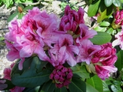 Rhododendron, evergreen hybrid, hardy to Zone 5