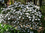 Rhododendro, evergreen evergreen azalea, white, hardy to Zone 5