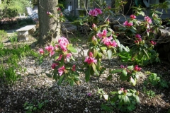 Rhododendron, evergreen hybrid, hardy to Zone 5