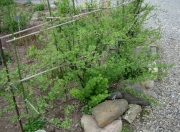 gooseberry bushes