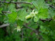 red currant flower