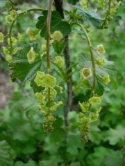 red currant flowers