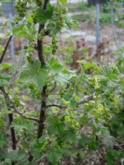 red currant, beginning to bud