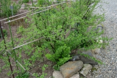gooseberry bushes