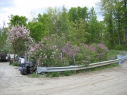 lilacs along guard rails by bridge