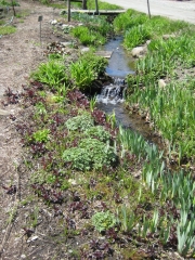 roadside along brook, small waterfall