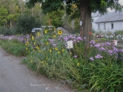 roadside closest to upper garden