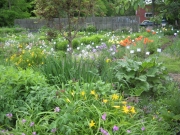 roadside looking S. into lower garden