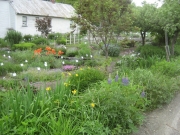roadside looking W. toward upper garden