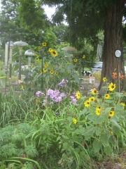 roadside with birdfood sunflowers