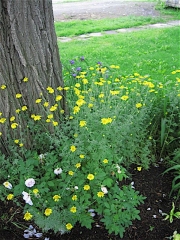 Anthemis marguerites & rose