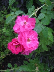 Rosa 'John Cabot'