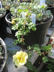 yellow rose