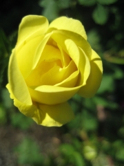 yellow rose