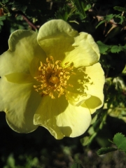 yellow rose
