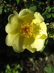 yellow rose
