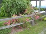Rosa 'John Cabot' roses in Greensboro