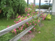 Rosa 'John Cabot' roses in Greensboro