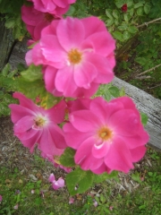 Rosa 'John Cabot' roses in Greensboro