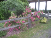 Rosa 'John Cabot' roses in Greensboro
