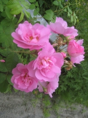 Rosa 'John Cabot' roses in Greensboro