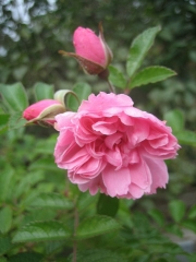 Rosa_Pink Grootendoorst