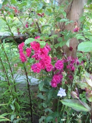 Rosa Red Grootendorst