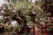 Rosa Therese Bugnet