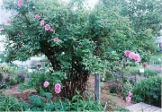 Rosa Therese Bugnet