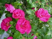 Rosa rugosa over guardrail