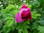 Rosa rugosa red