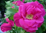 Rosa rugosa red closeup