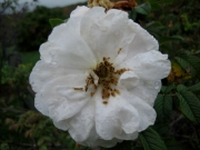 Rosa rugosa white