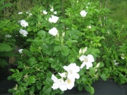 Rosa rugosa white single