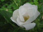 Rosa rugosa white single