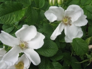 Rosa rugosa white single