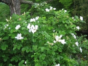 Rosa rugosa white single