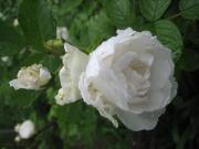 Rosa double white