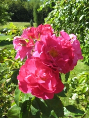 Rosa red