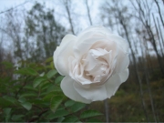 Rosa very late white