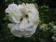 Rosa white double in bud