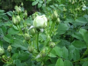 Rosa white double in bud