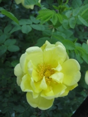 Rosa yellow