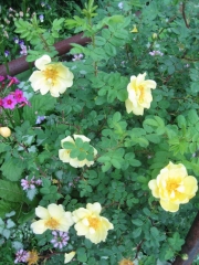 Rosa yellow